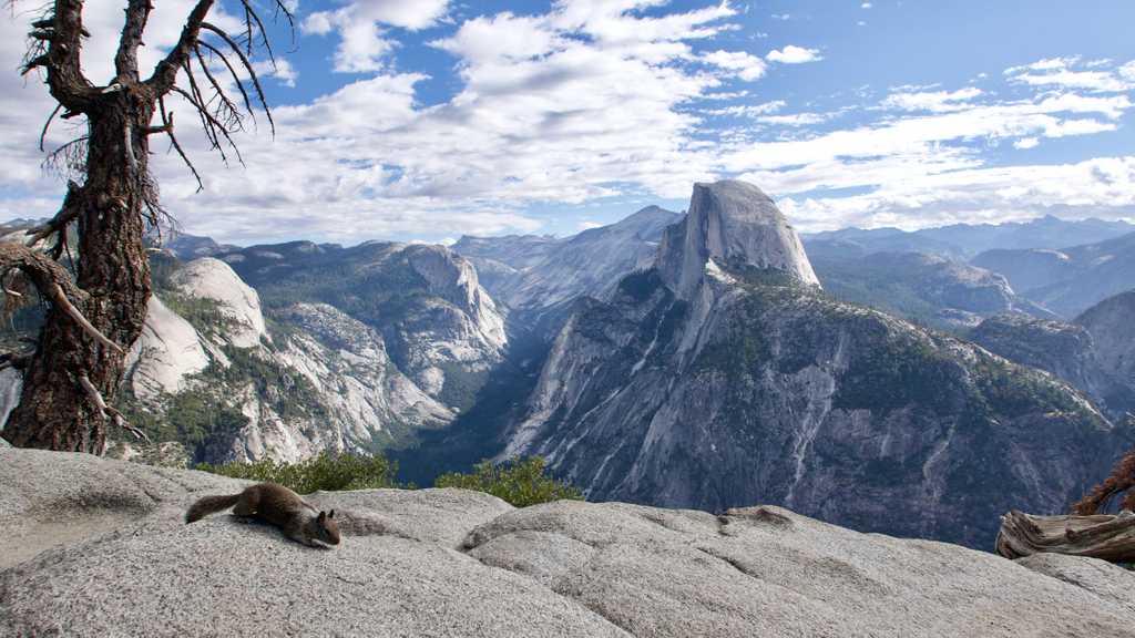 Squirrel at Glacier Point