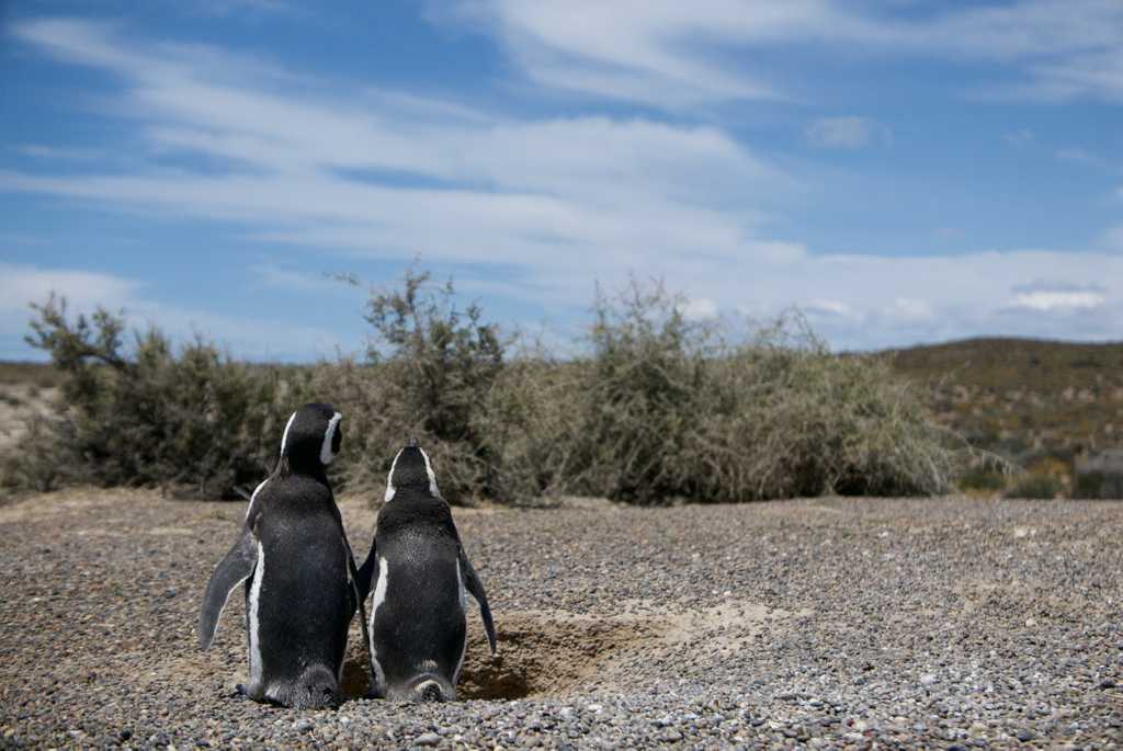 Penguin couple