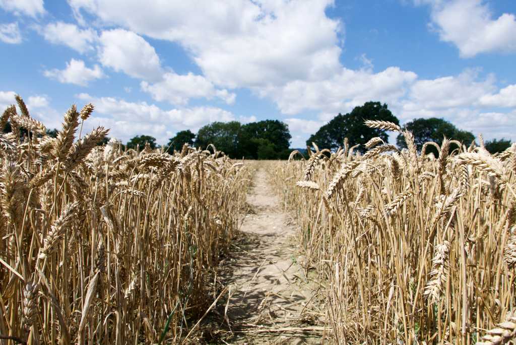 Through the corn fields