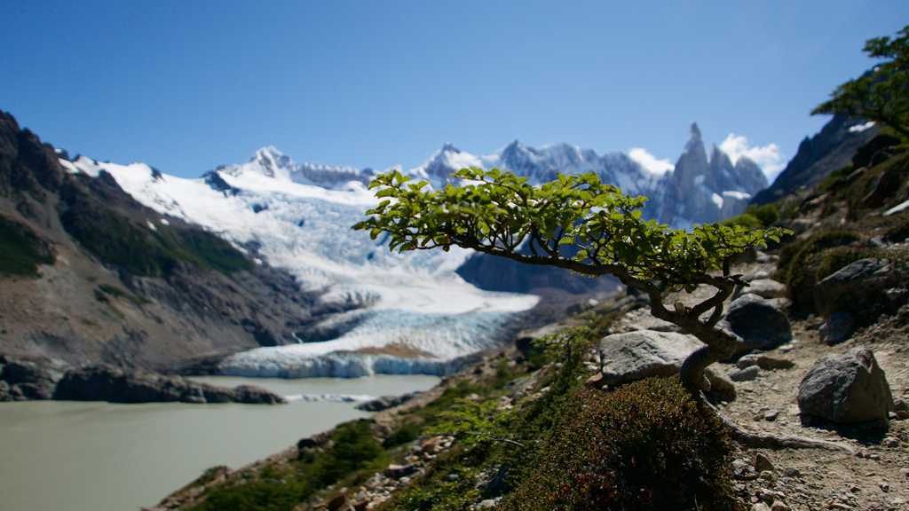 Natural bonsai tree over looking Cerro Torre