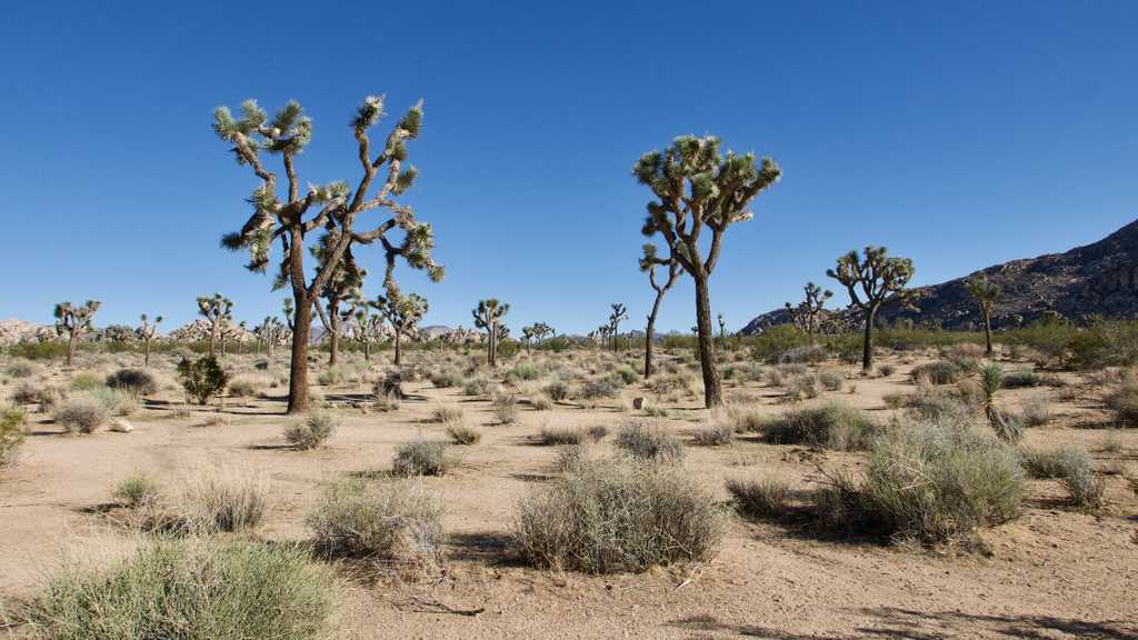 Joshua Trees